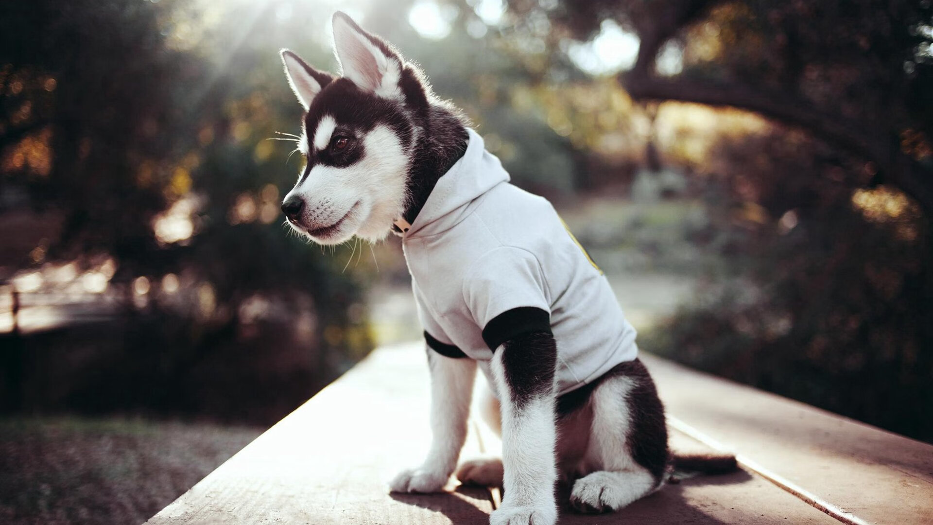 拉齐奥门将的双重战争,美加墨世界杯上的乌克兰守护者