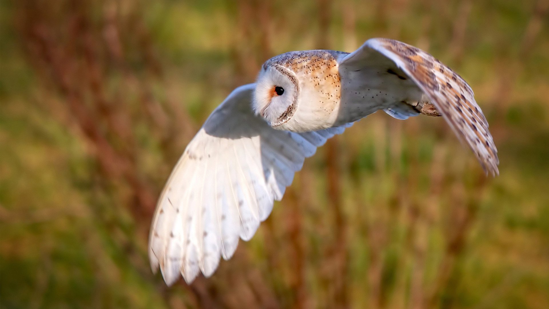 篮球F1，广东队单节狂飙拉开独行侠，武切维奇如争冠车手接管战局