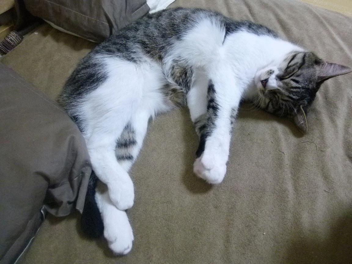 开云体育app-苏格兰带走韩国，劳塔罗的关键先生传奇