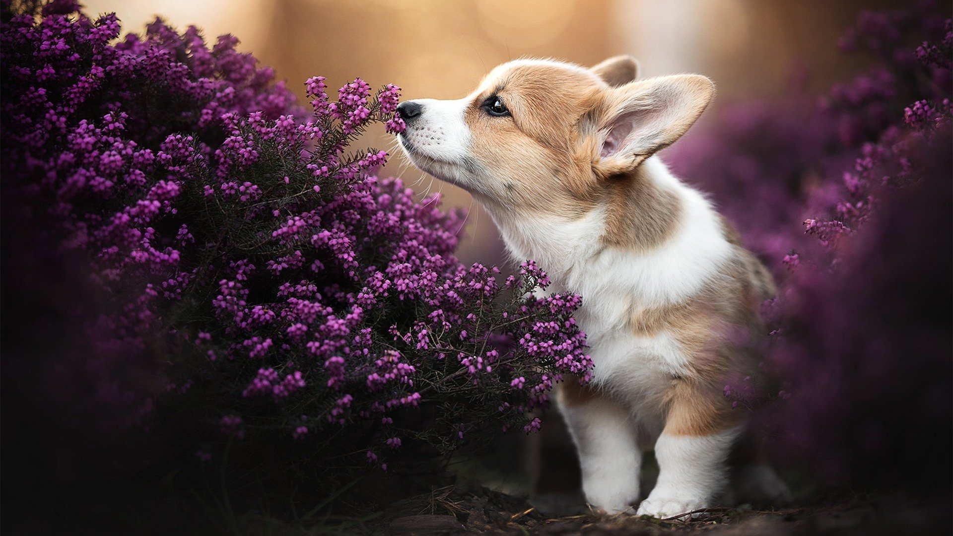 当深圳箭雨浇灭独行侠,一段跨时空的投射美学与统治力寓言
