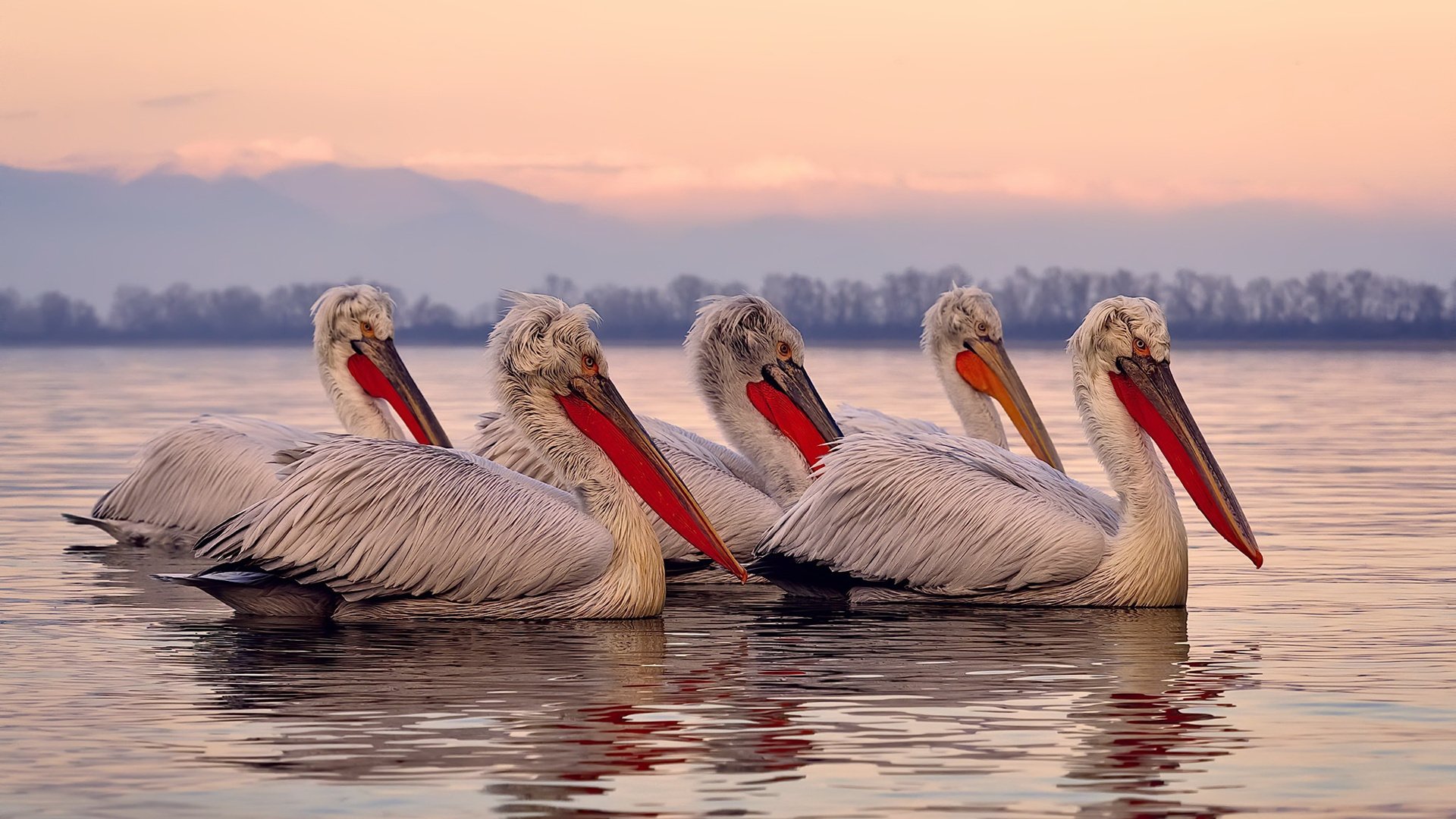 开云体育登录-米切尔如定海神针稳控全局，鹈鹕火力全开狂扫老鹰显统治力