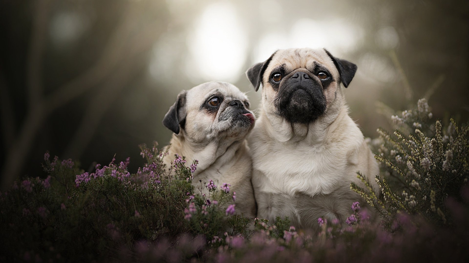 悬念燃烧至最后一秒，步行者加时险胜骑士，诠释竞技体育不可复制的魅力