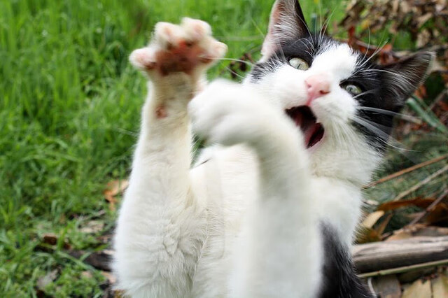 开拓者铁血晋级，切特新王炸裂，纪录之夜与疆域重划