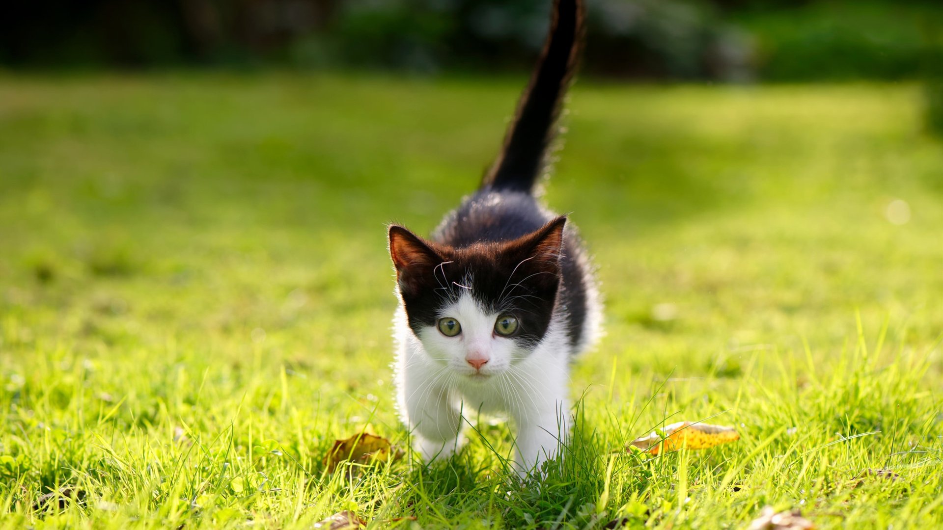 开云体育APP下载-体育的双重魅力，篮网爆冷鹈鹕与德罗赞式接管比赛的启示