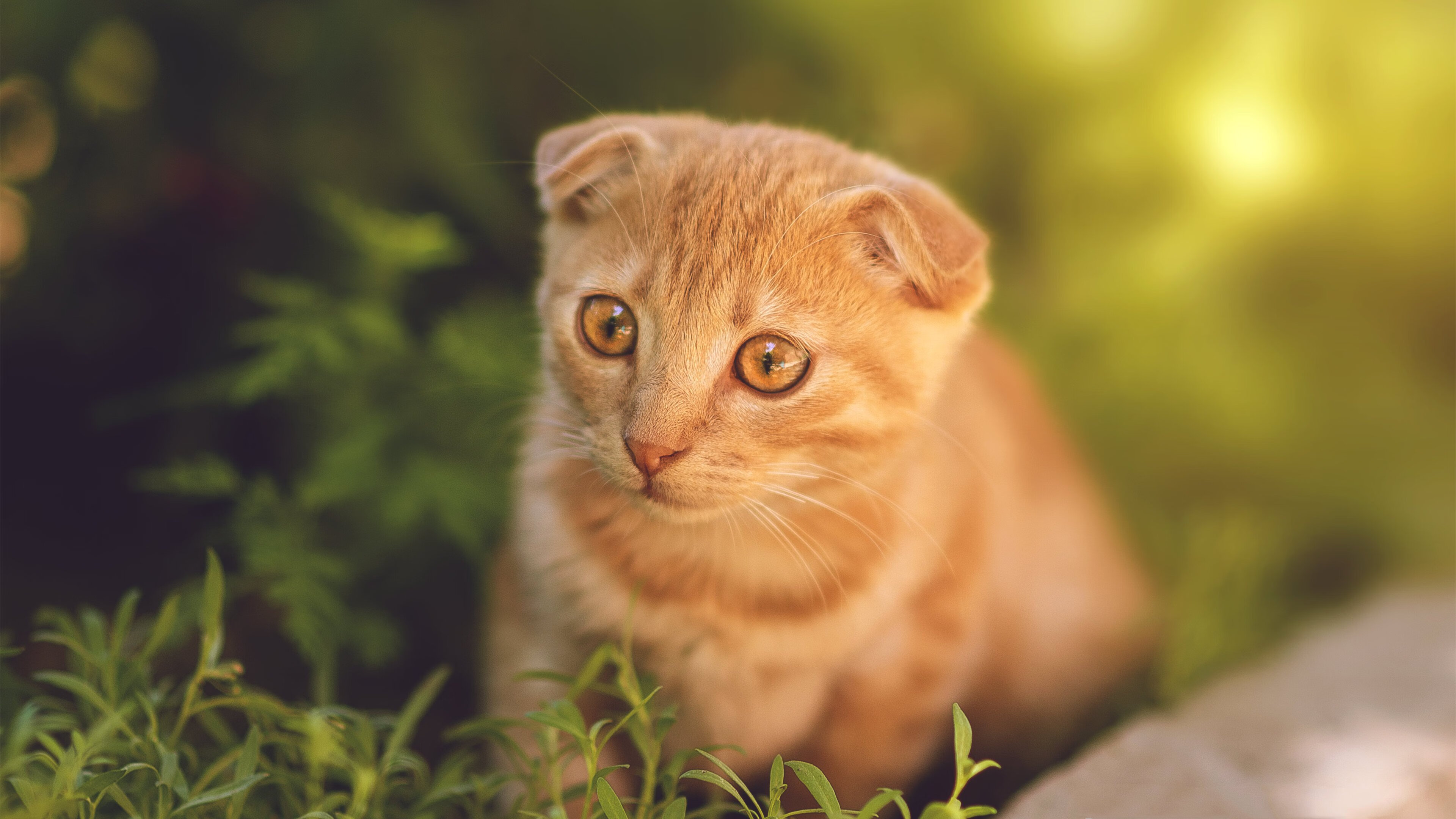 开云sport-凌晨四点半，卢卡库的雕像在那不勒斯的曙光中落成