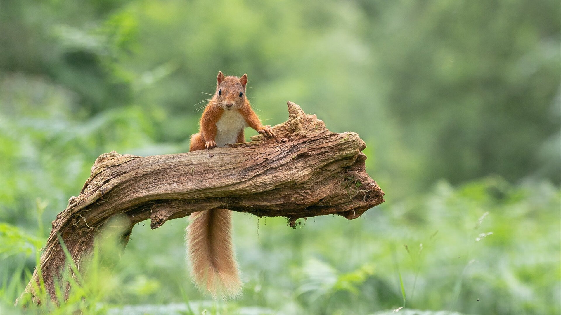 开云体育平台APP-平行宇宙的制胜球，当阿什拉夫的右脚踏入NBA总决赛之夜