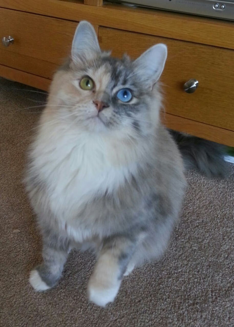 开云体育官网-暗夜突围！贝恩化身禁区暴君，火箭在他面前哑火失声