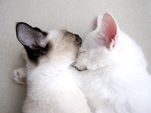 铁血围城,无双破阵—新疆窒息防守下的伦纳德破局启示录