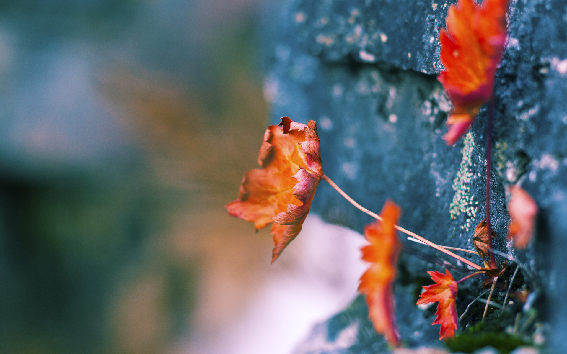 开云体育平台APP-库里降维打击，当NBA魔术师在上海滩掀起唯一性风暴