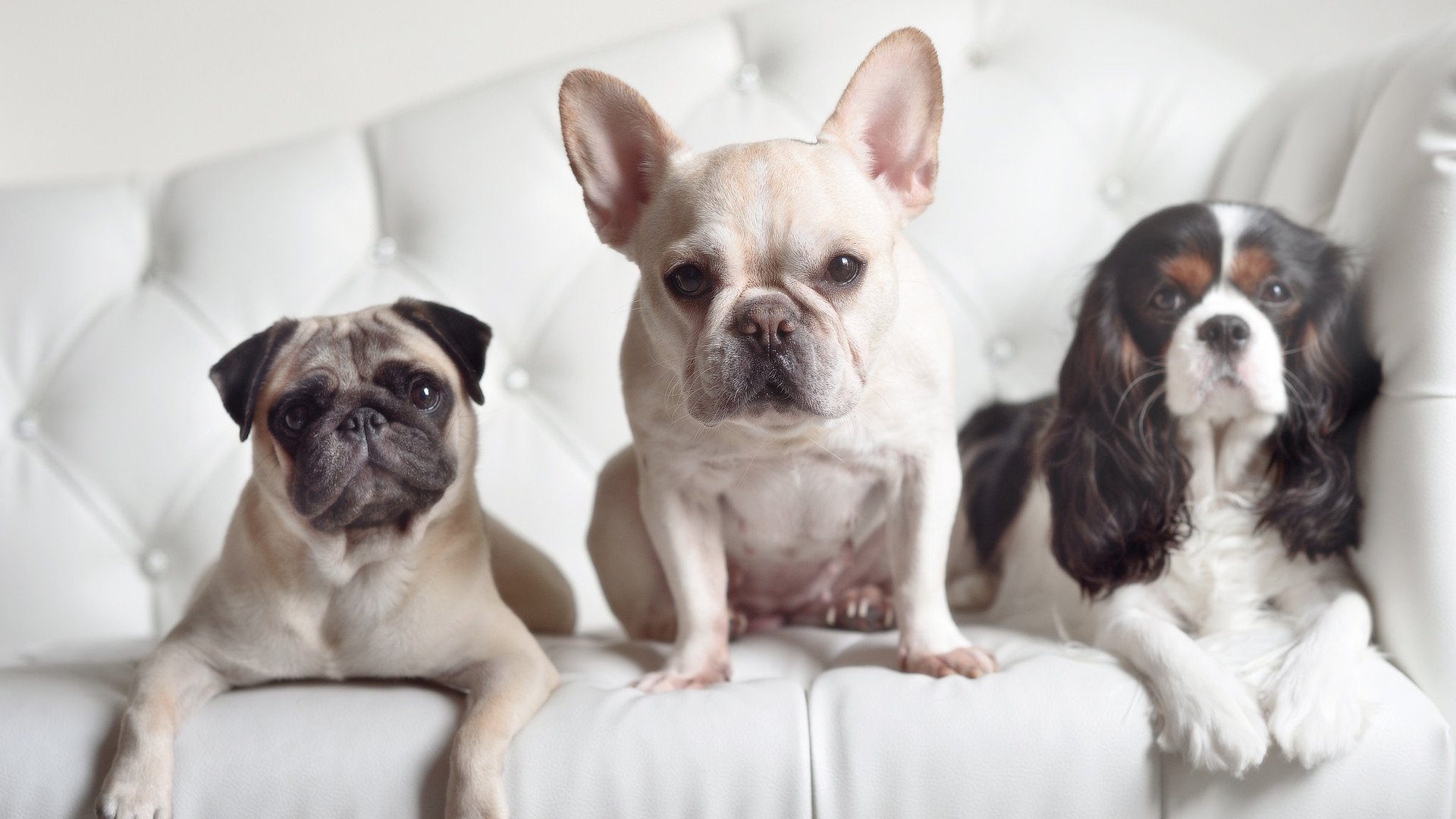 开云体育官网-绿军王牌席卷五棵松！塔图姆52分神迹击碎北京队冠军梦