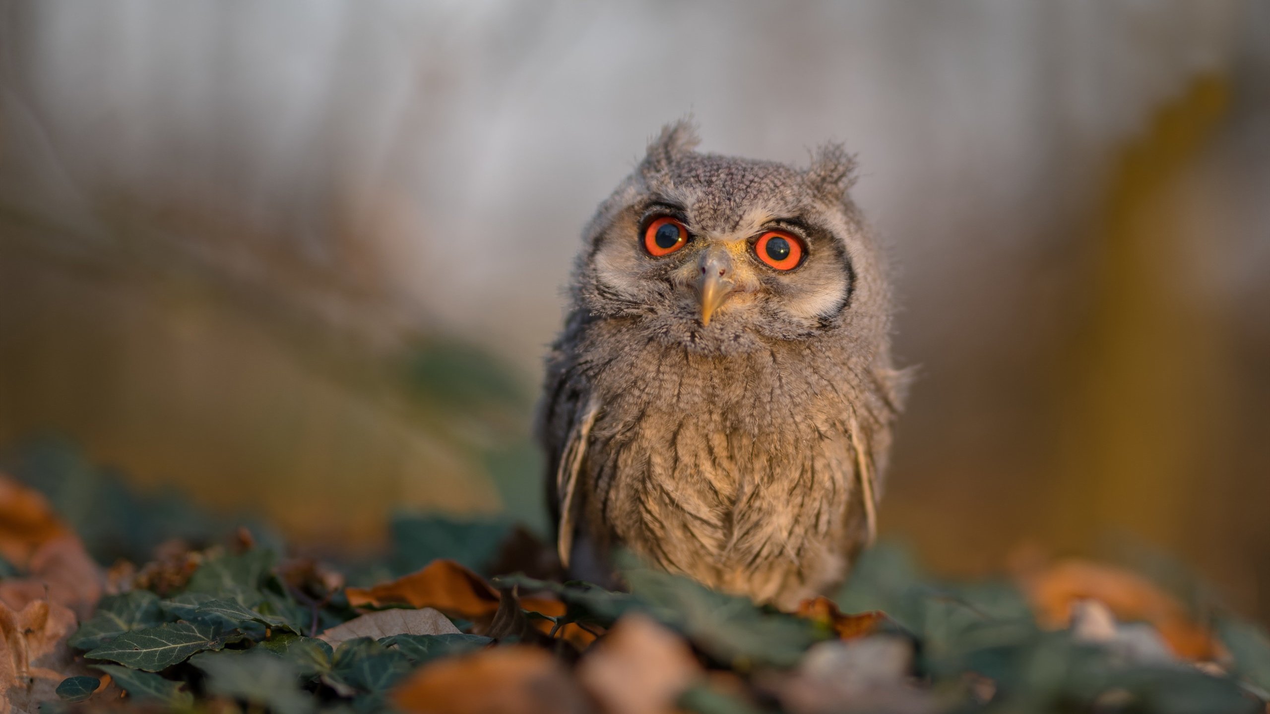 门迪主宰奥运关键战,土耳其最后时刻力克塞维利亚