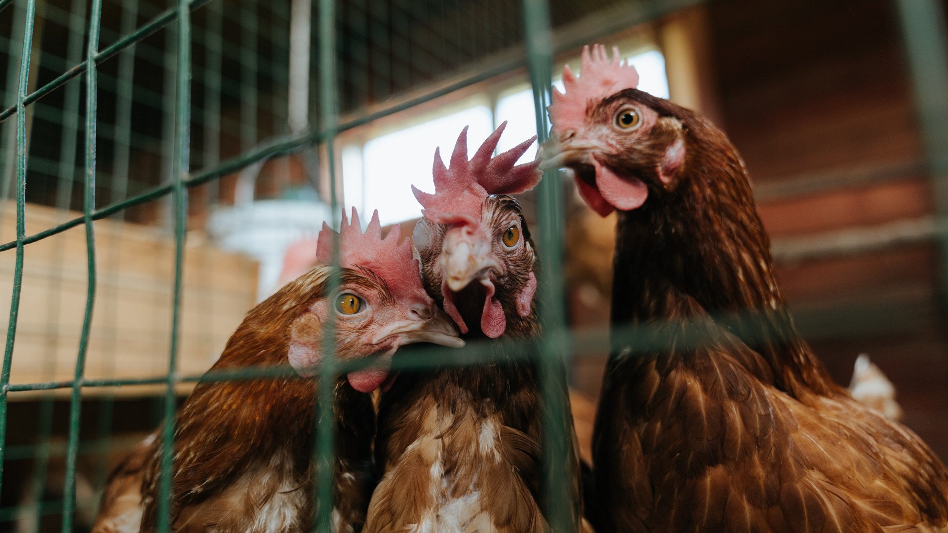 如果新疆队用锁死勇士的防守,能否拦住惊艳四座的约基奇?