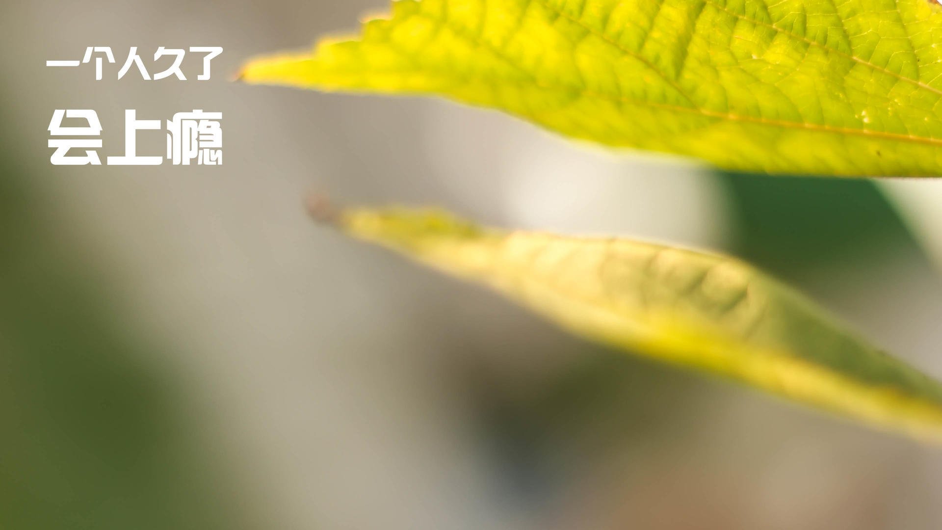 星辰与海港的对决，弗拉霍维奇如何将智利的悬崖变为跳板