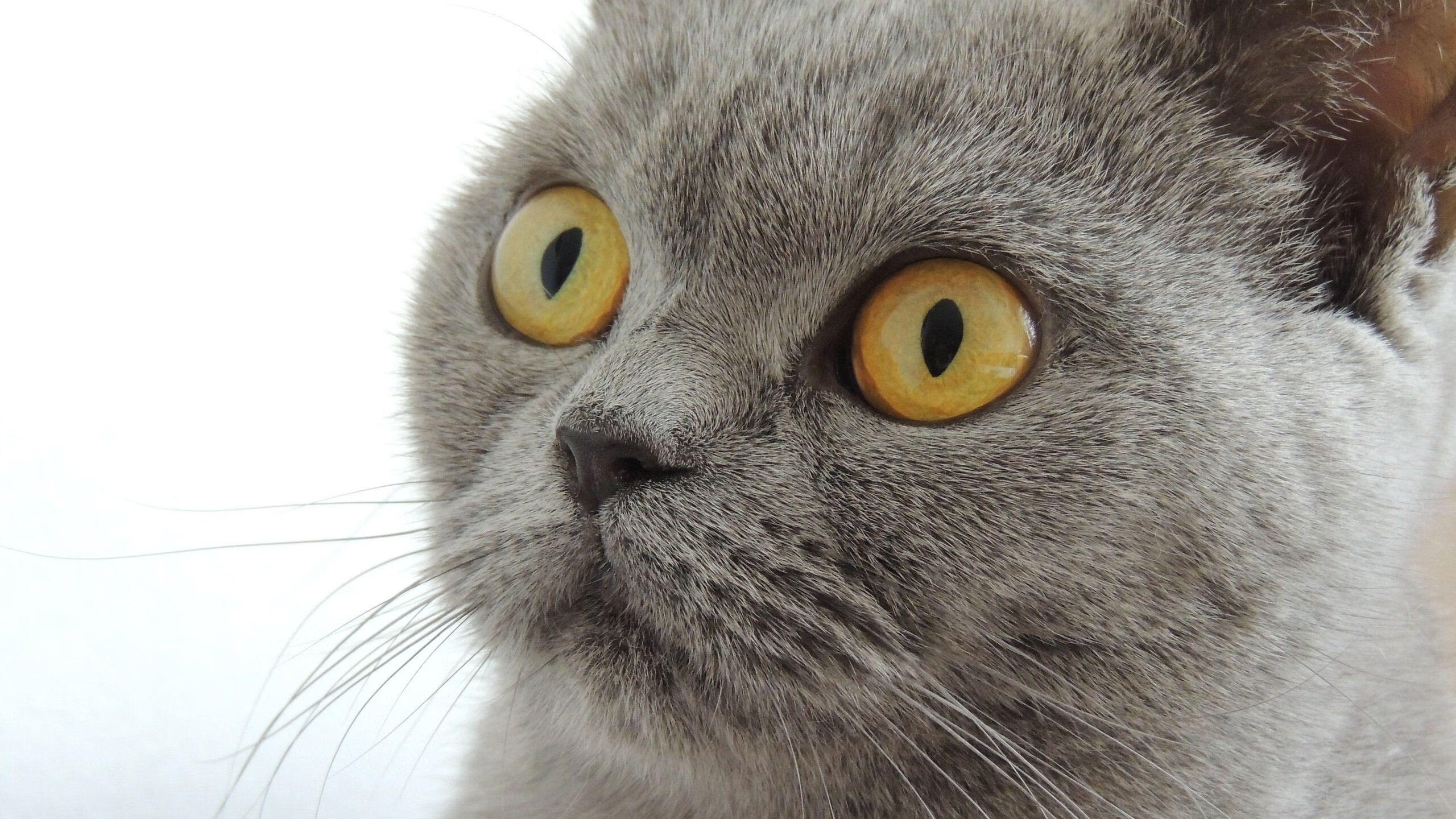 开云体育-冰与火的证明，哈登沉默的利刃，勇士灼热的战歌