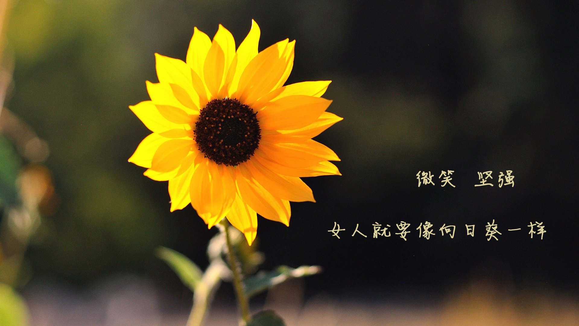 当历史重演时，世界唯一的答案，2026世界杯，喀麦隆的闪电反击与贝林厄姆的封神之夜